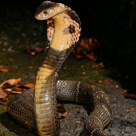 🐍蝎❤肠