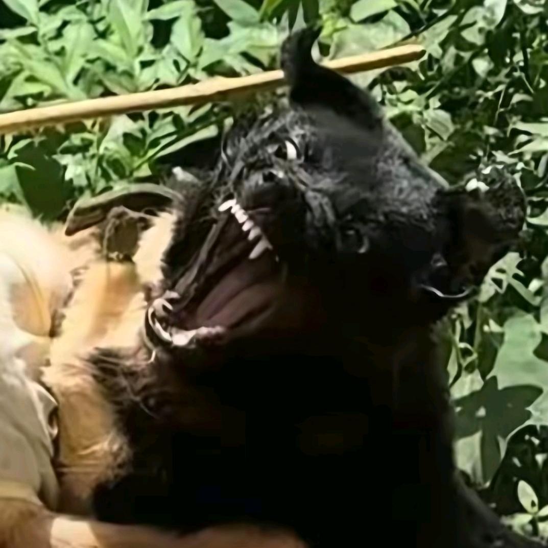 霁小隐
