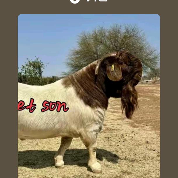 小帅《 奋斗者》