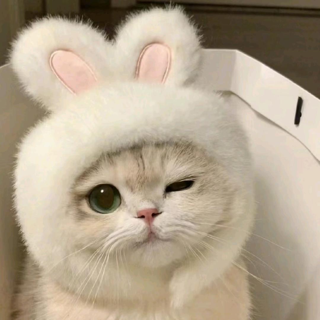萝卜爱吃兔🐰