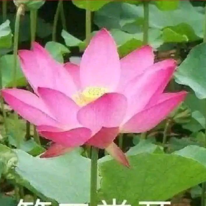 小孩.🧸悦