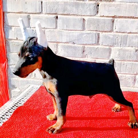 迷 你 宾 莎 犬  🌹 山西 🌹