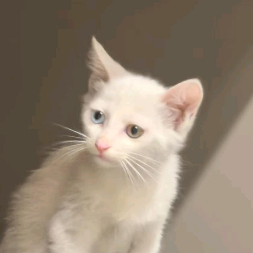 甜甜的田田（Ꮤ）