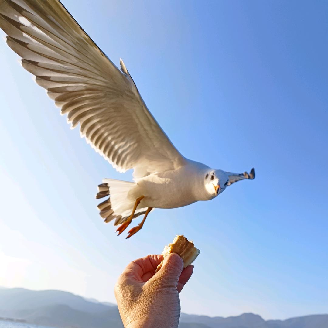 维仁