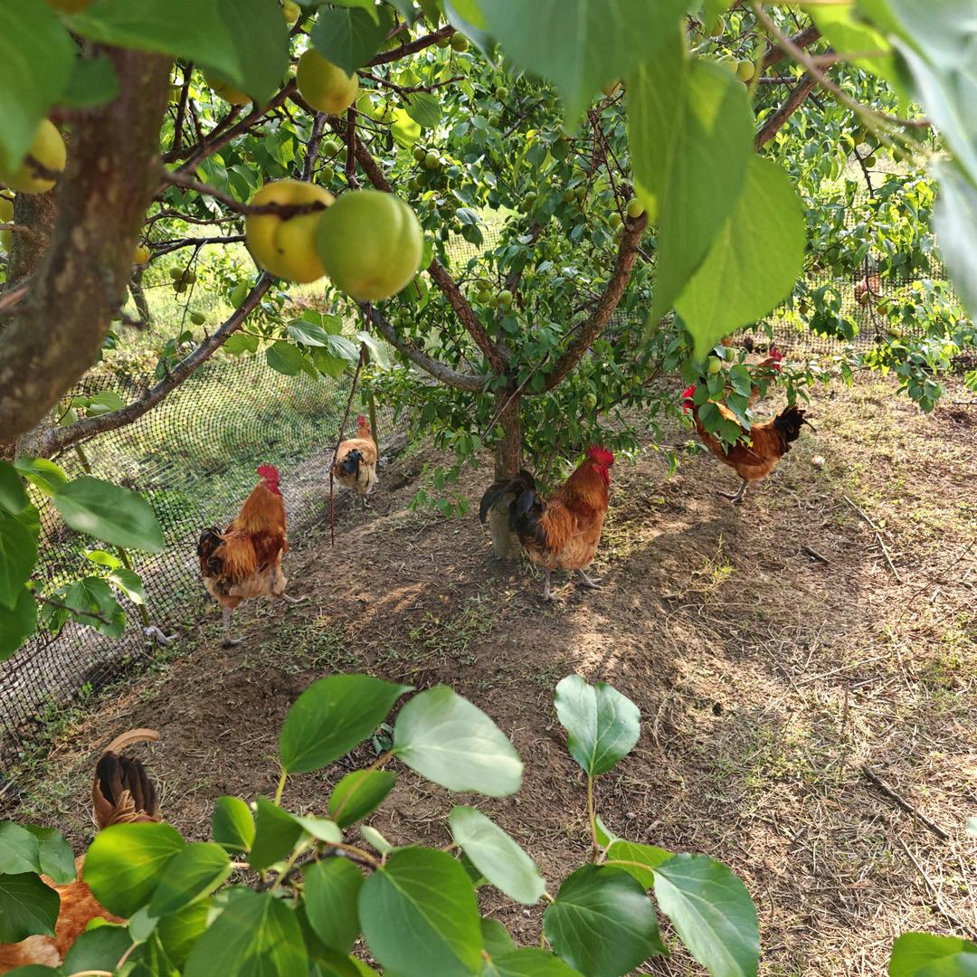 诗意家农特产零售店