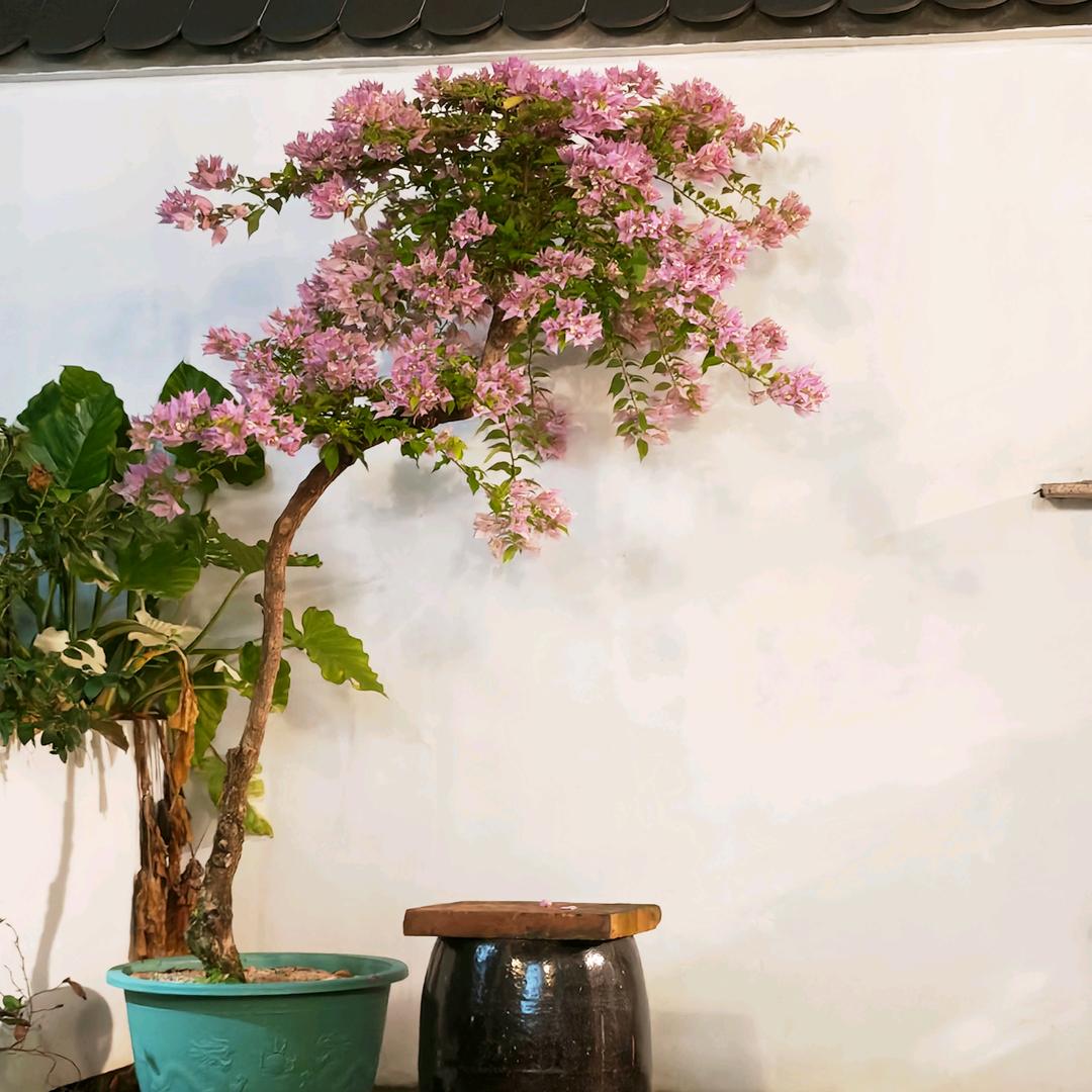 久月三角梅