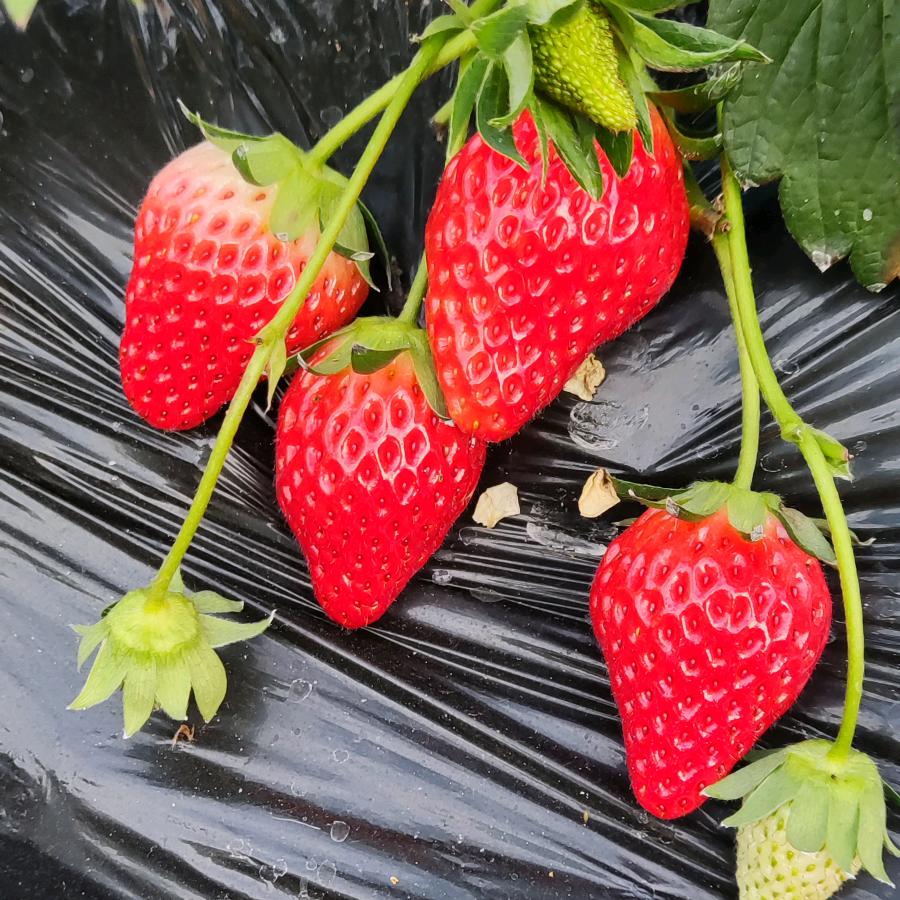 草莓大叔农产品小店