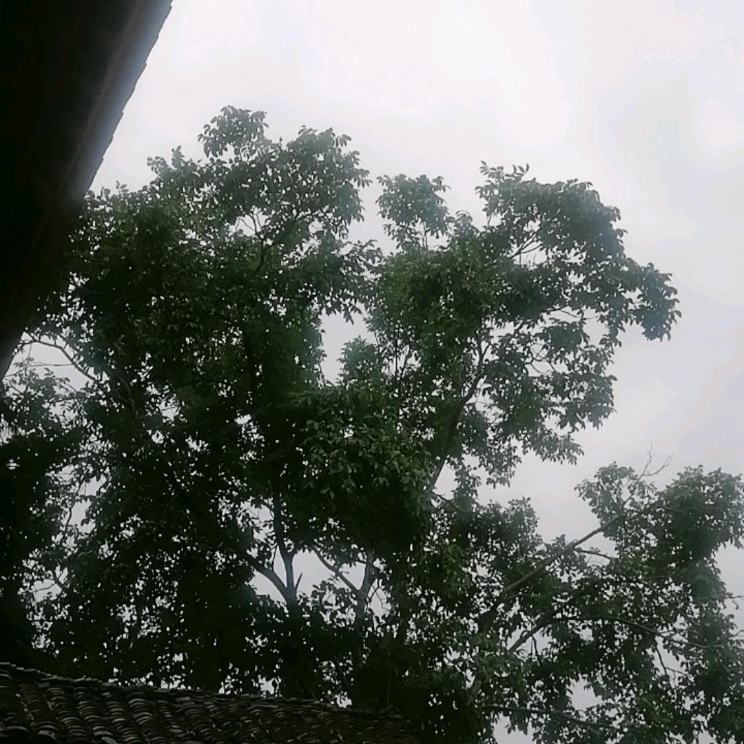 老村长