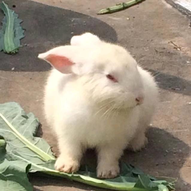 未成精的加洛特