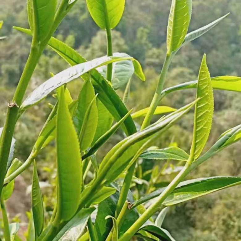 不求繁华，但求幸福