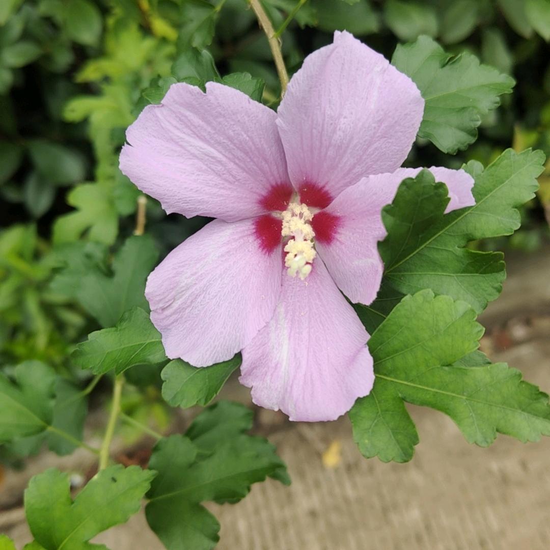 那年花开月正圆