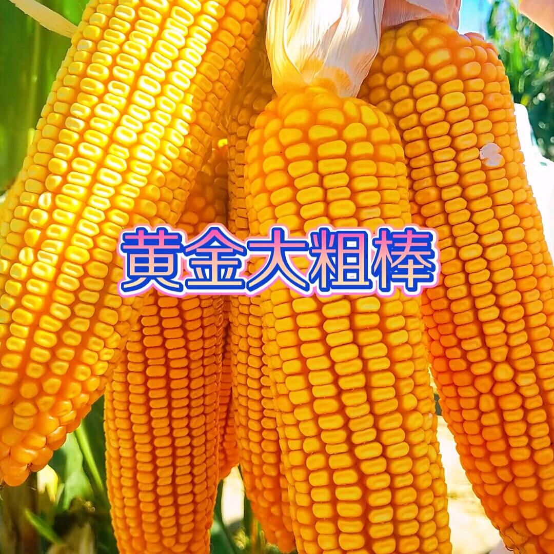 黄金大粗棒