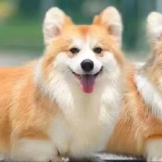 曹二哥NGKc柯基单犬种俱乐部