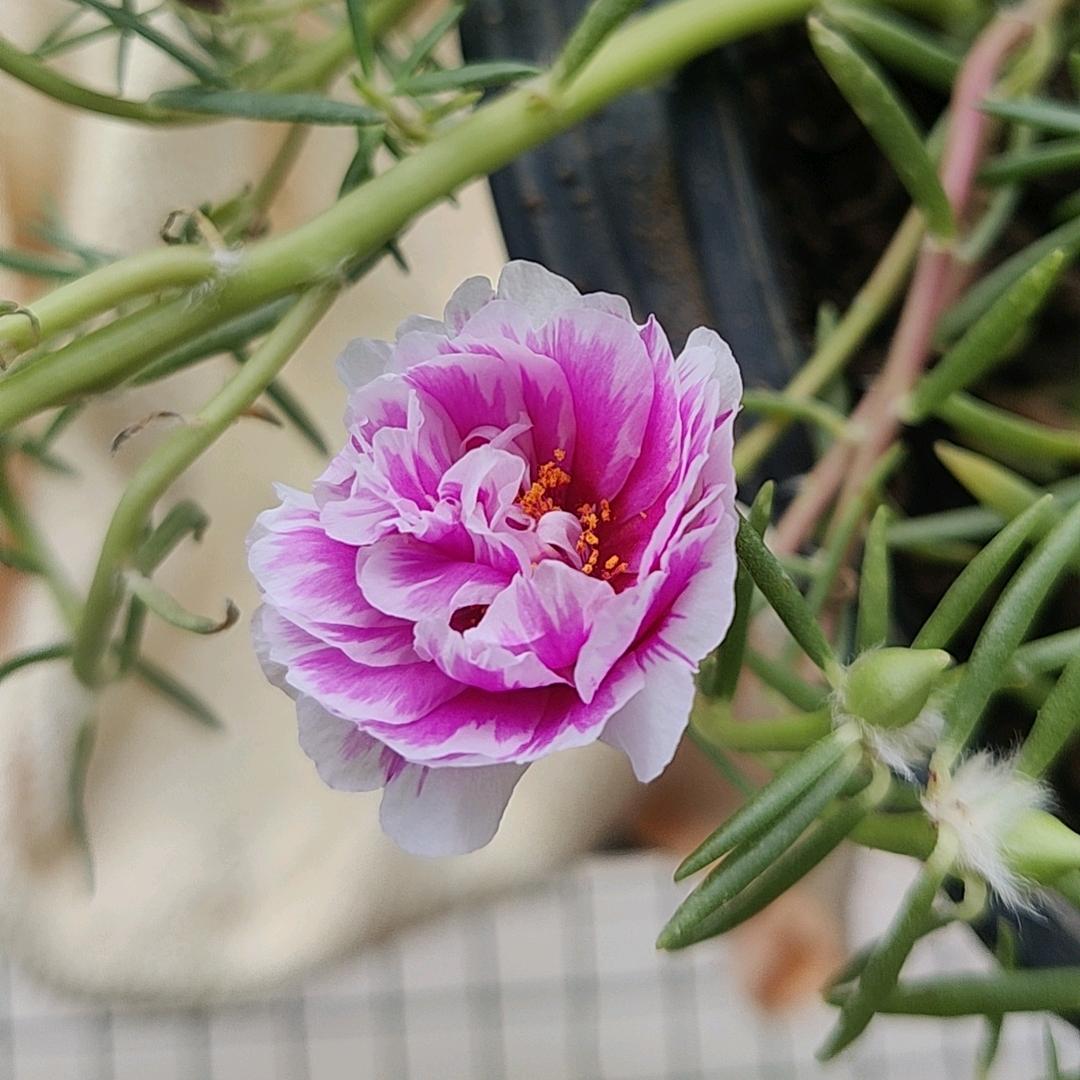 ((✪⥎✪))✨⃢前⃢程⃢似⃢锦