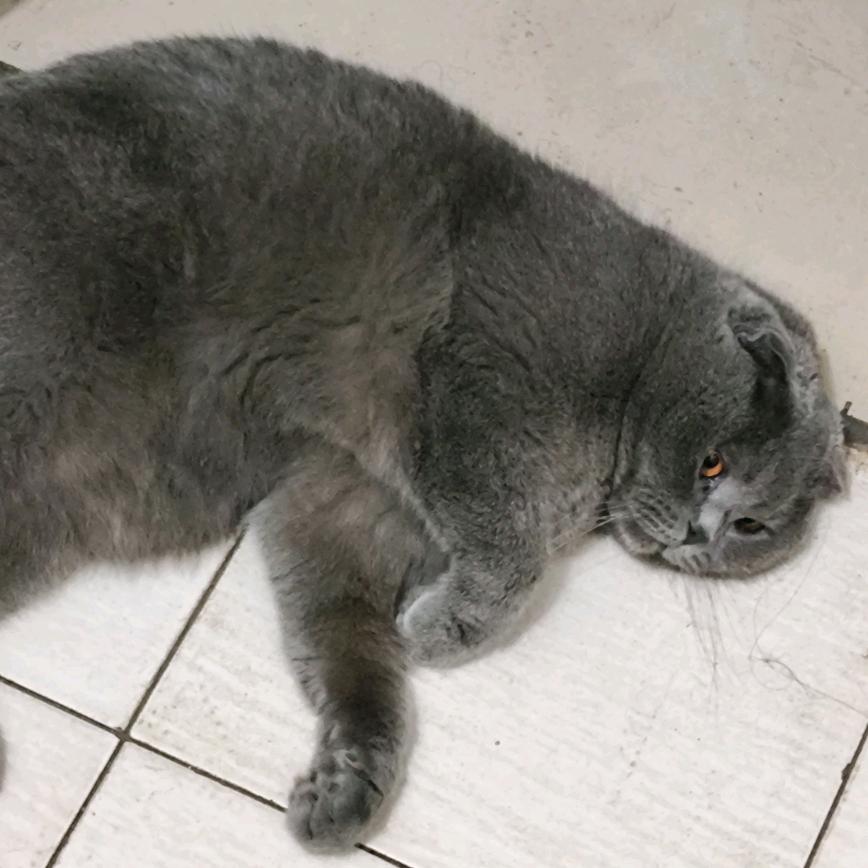 汤圆是只猫