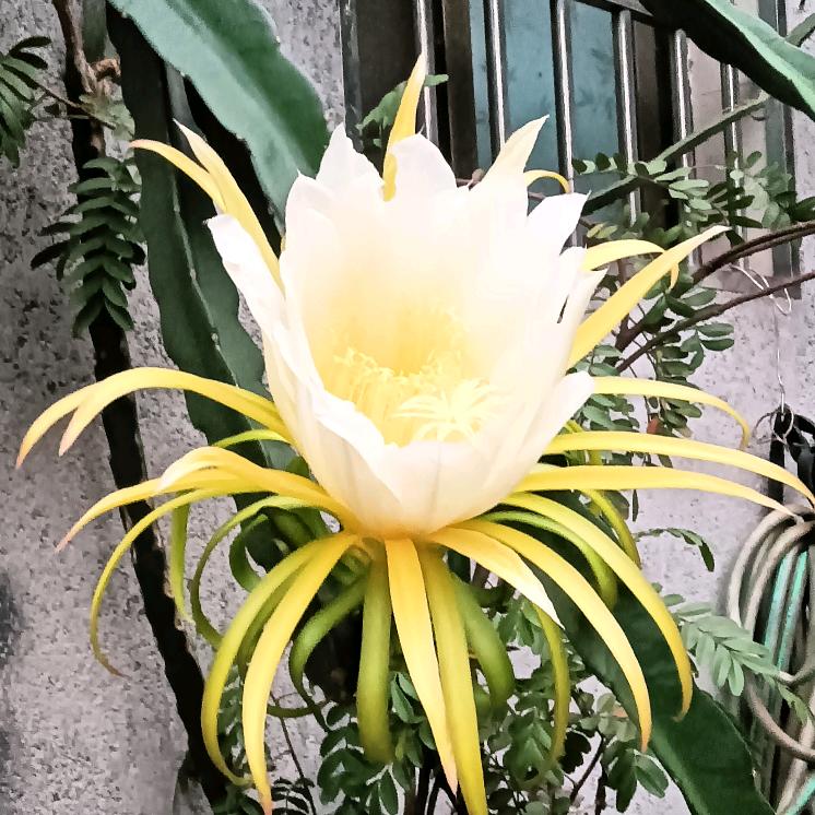 谷小东