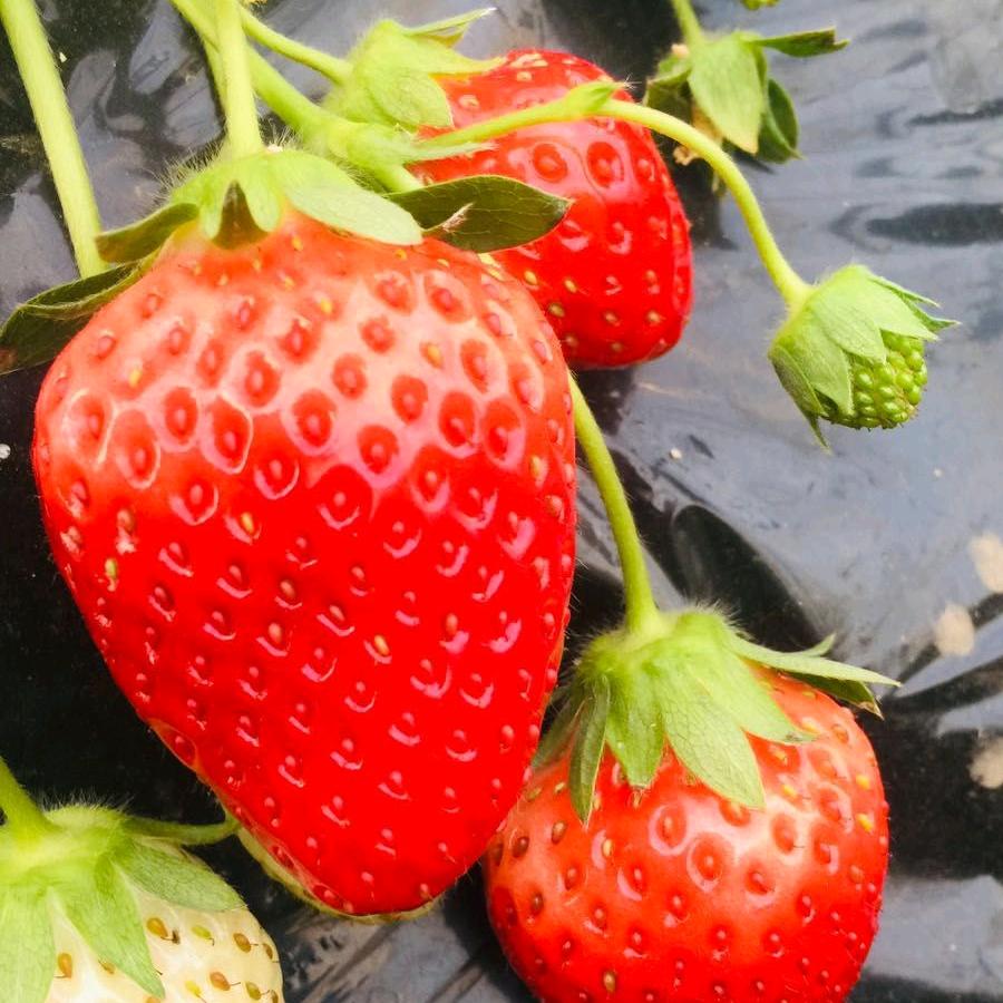 付楼采摘园（农科院园艺所示范基地）