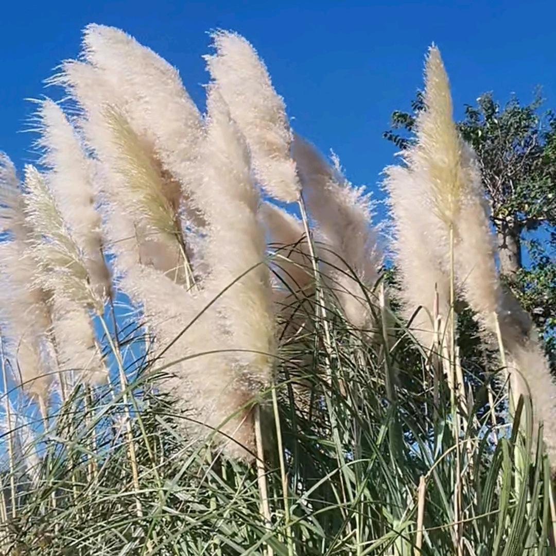 出生在乡村的我
