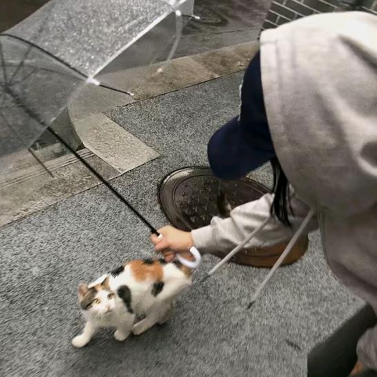 不是呆呆是乖乖
