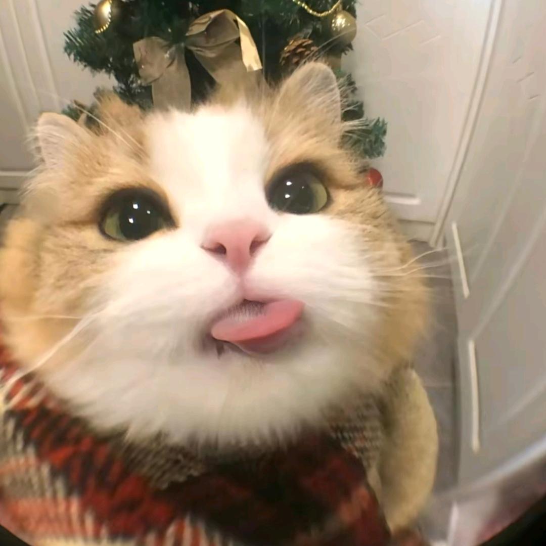 茶卡
