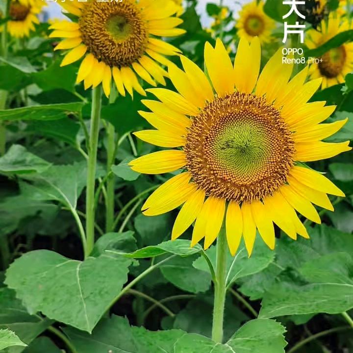 勇哥，