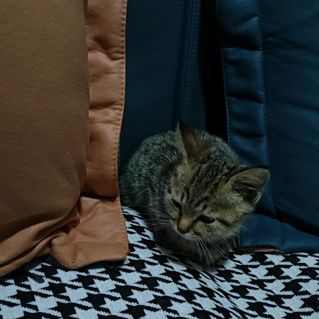 安静小猫
