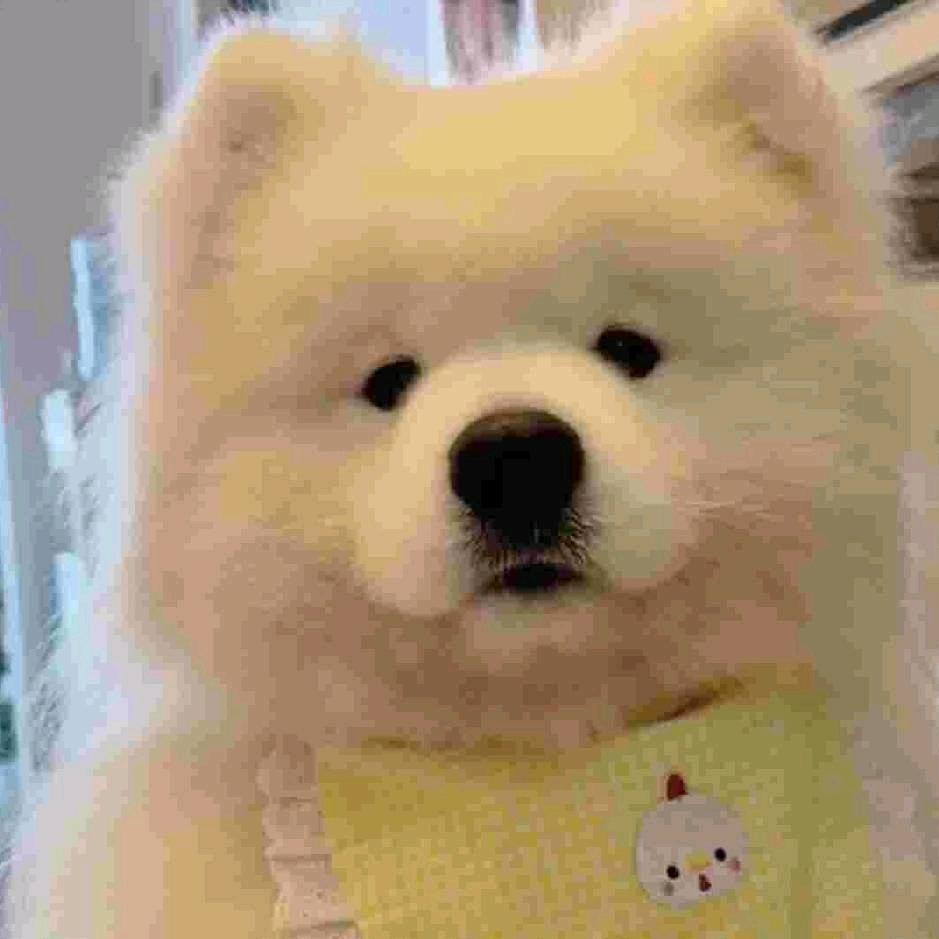 槑头槑脑