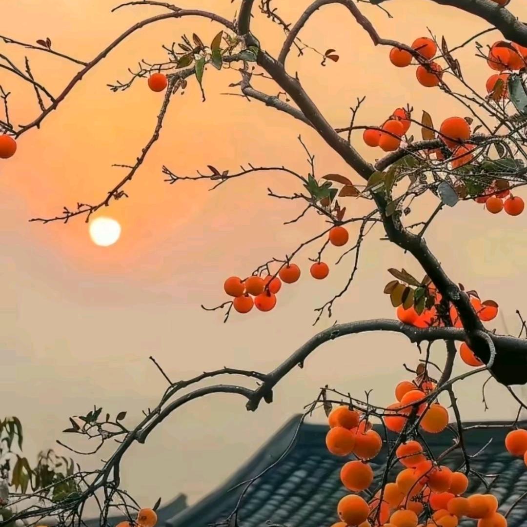 月如醉