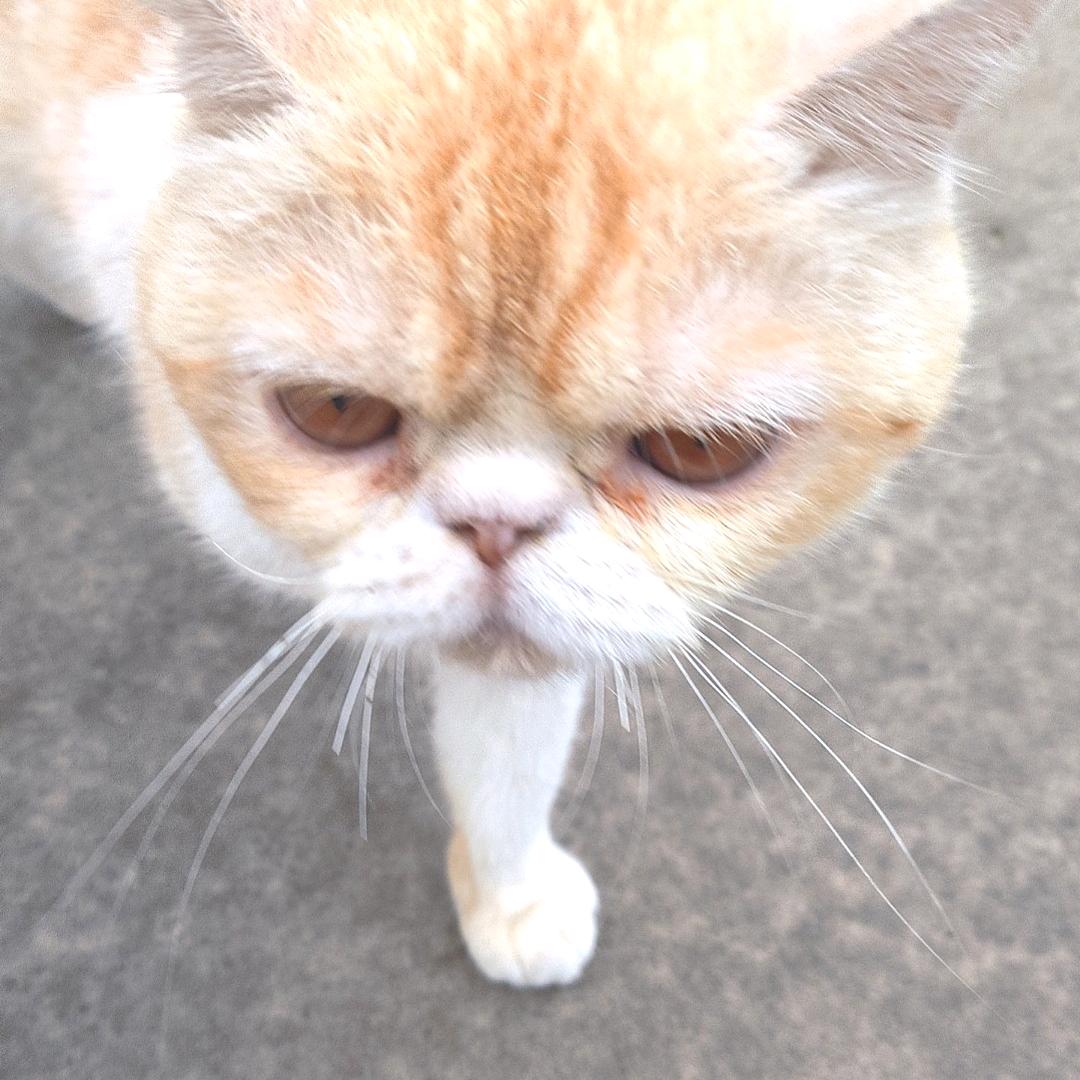 三十一