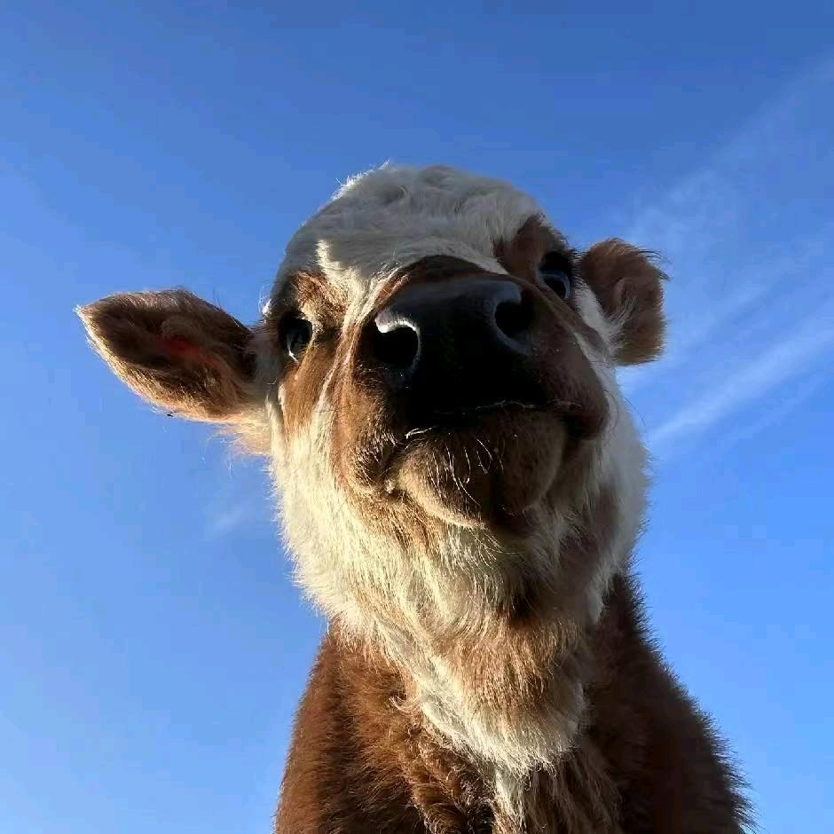 AAA全国牛肉牛副产品批发