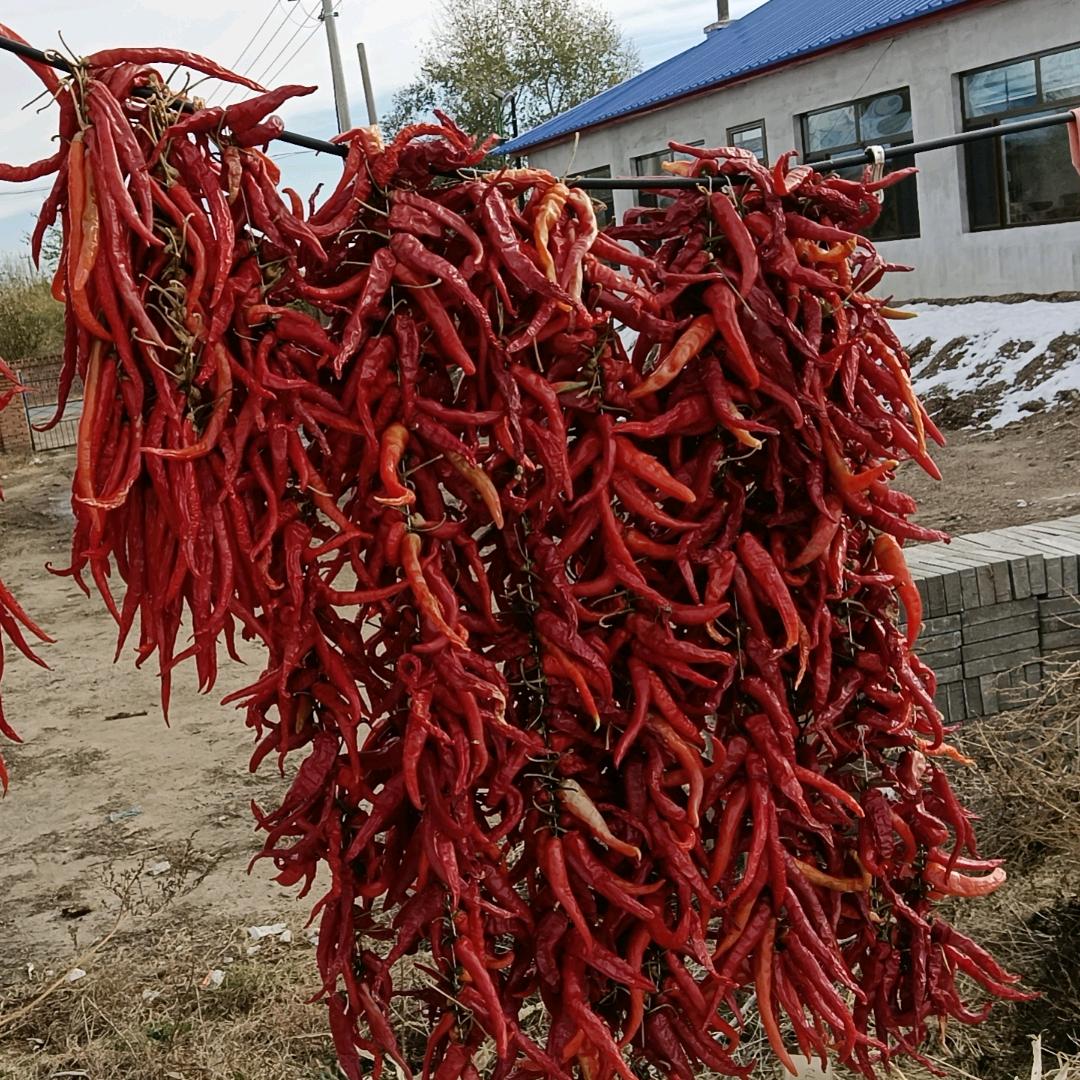 我在南方想北方