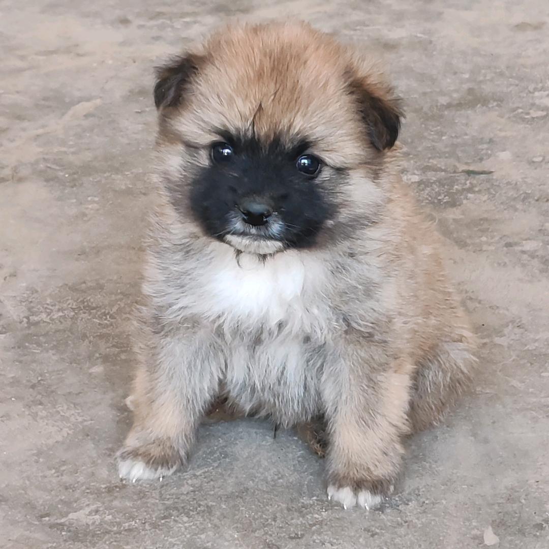黑嘴