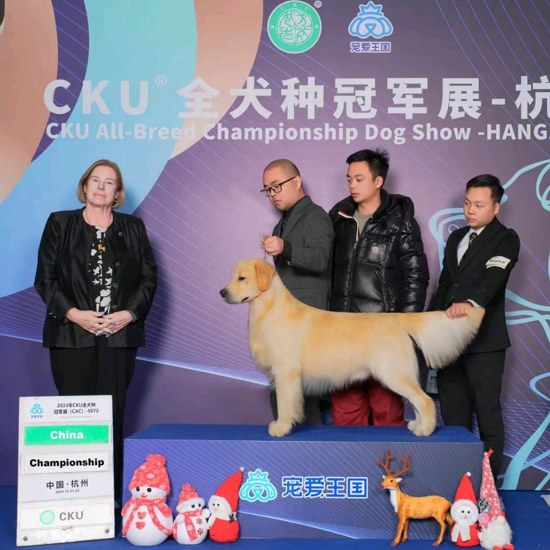 宁波超越金毛俱乐部～铁牛