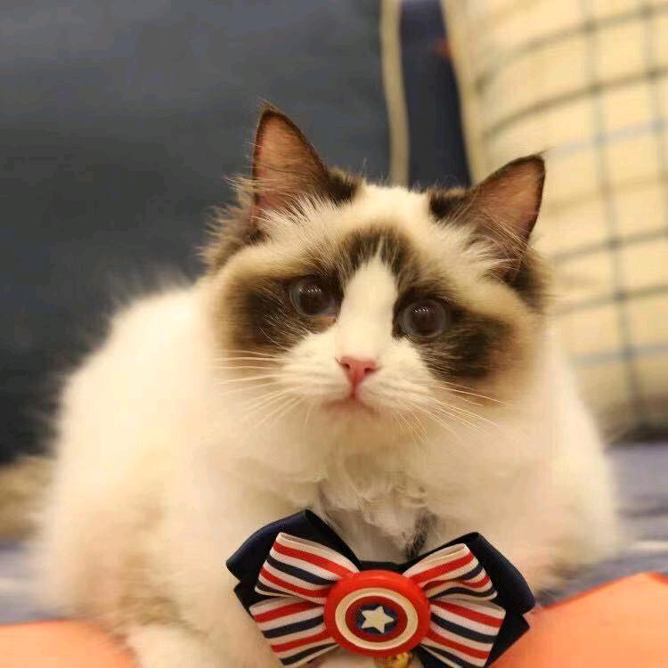 柚茶 工厂直发-宠粉号