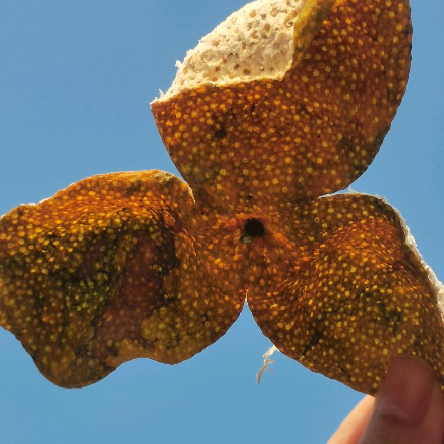 新会柑浩恒陈皮店