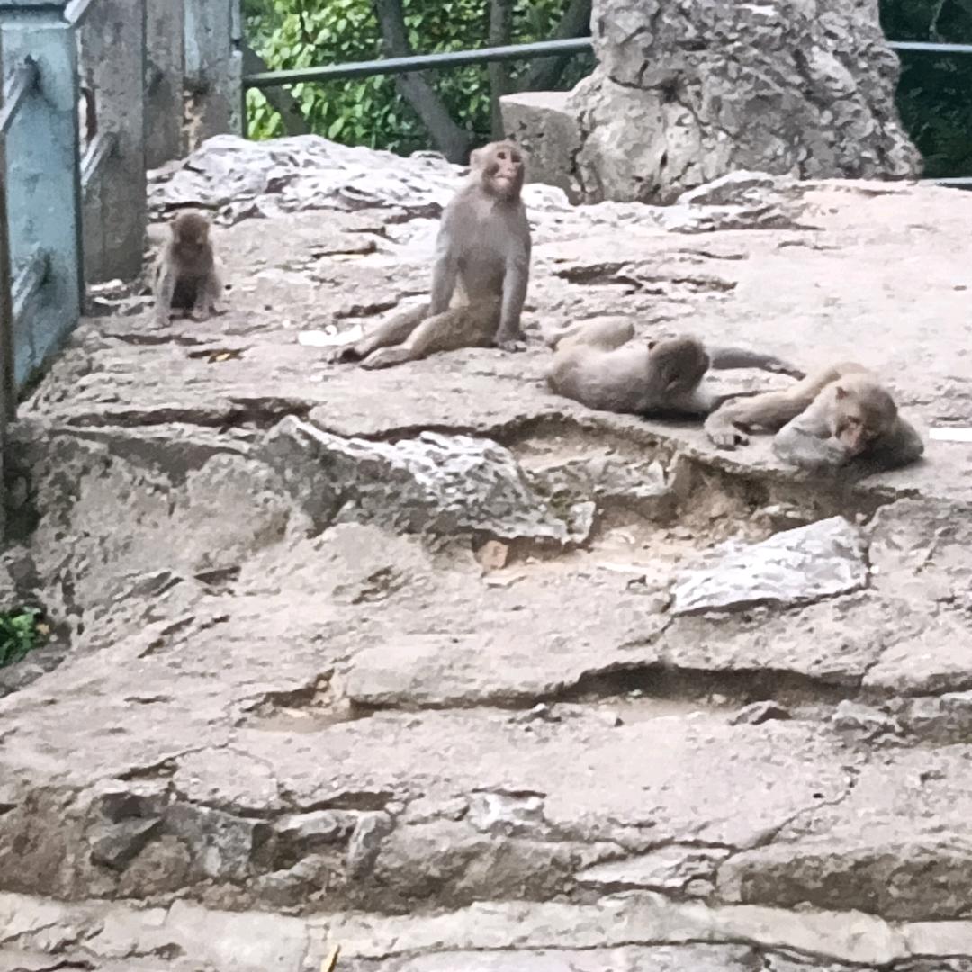 白哥