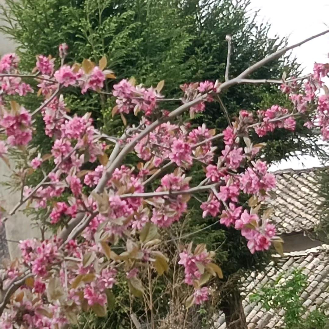 自由飞翔爱的不错