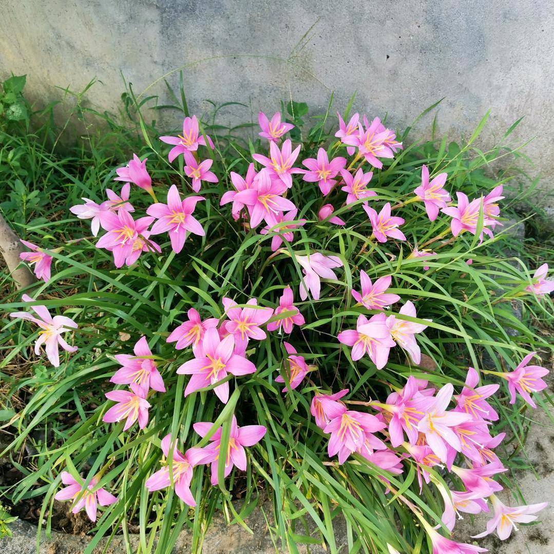 🌷🌷初初🌺🌺