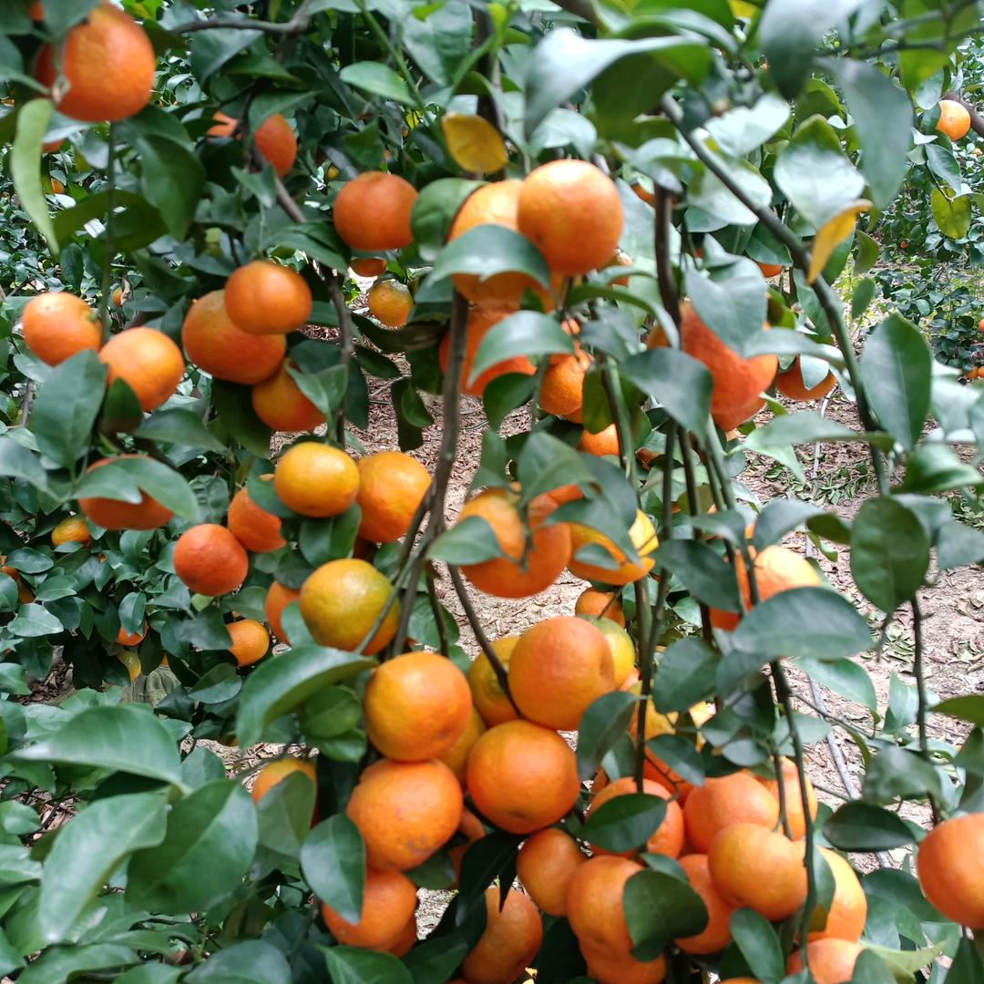 水果老板找一个小主