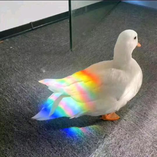 ༺࿄࿆࿅࿆ༀ松路巧克力ༀ࿅࿆࿄࿆༻