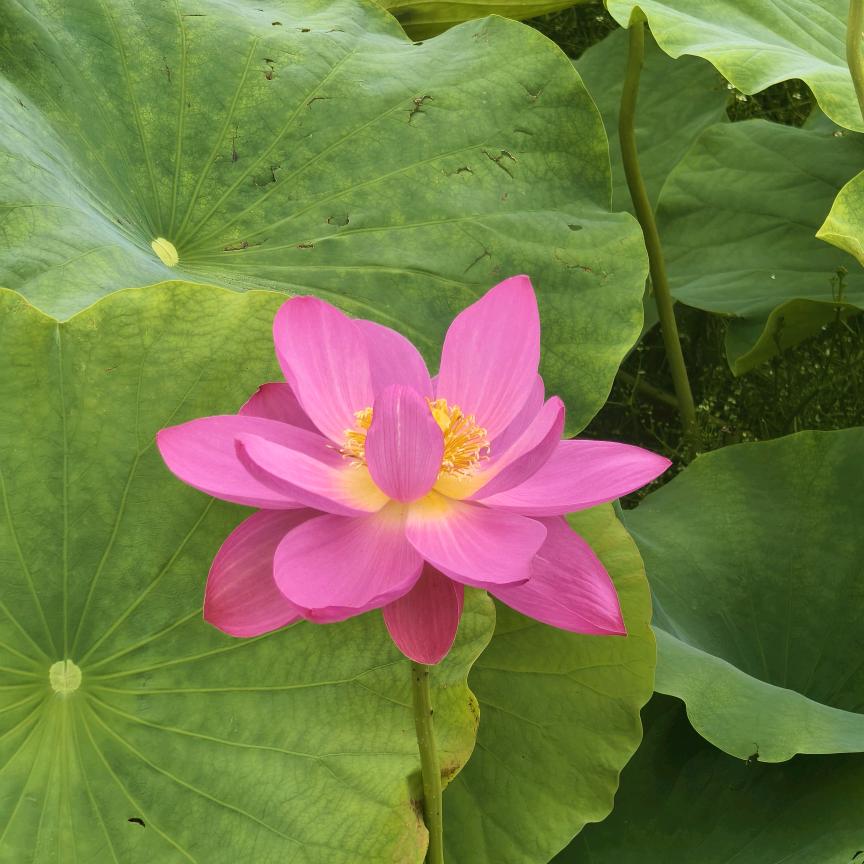 繁花落尽