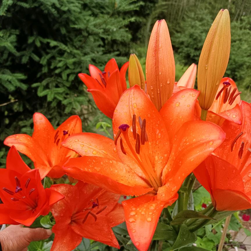 白合花