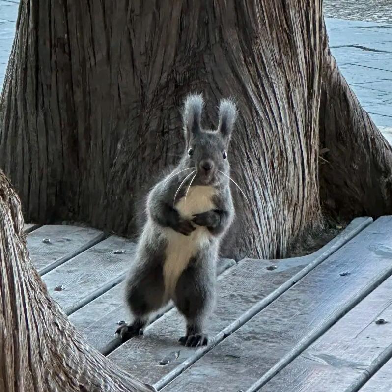 对方正在撤回中