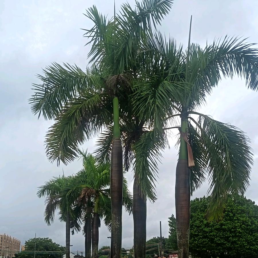 删除记憶