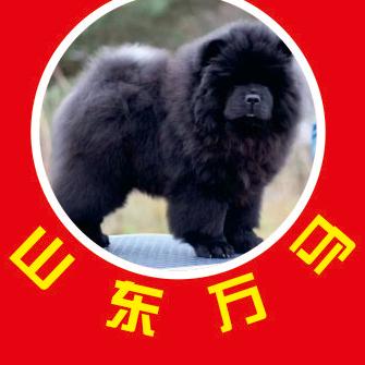 跃秀宠物《万马奔腾，短毛松狮》