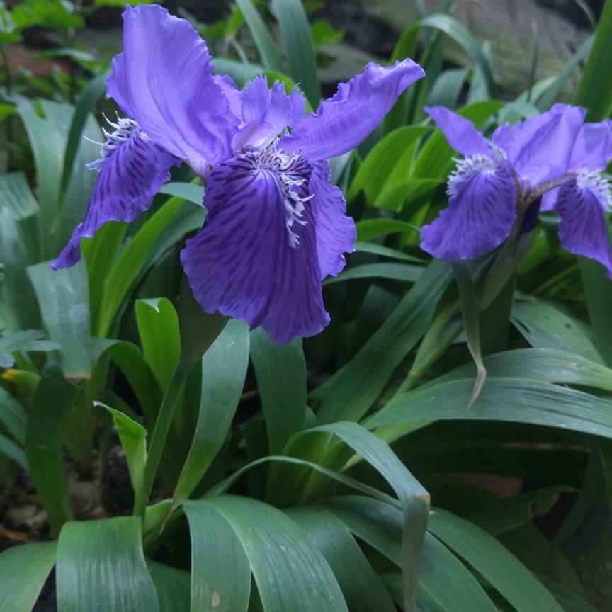 🕊꧔ꦿ᭄💞ღ花海漫步᭄🕊꧔ꦿ᭄💞