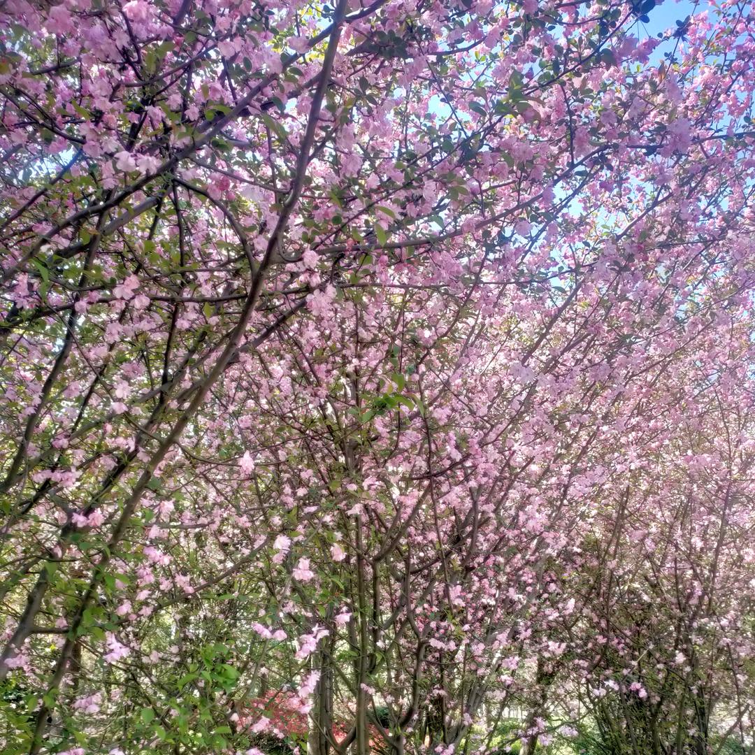 走满天下？遍地开花