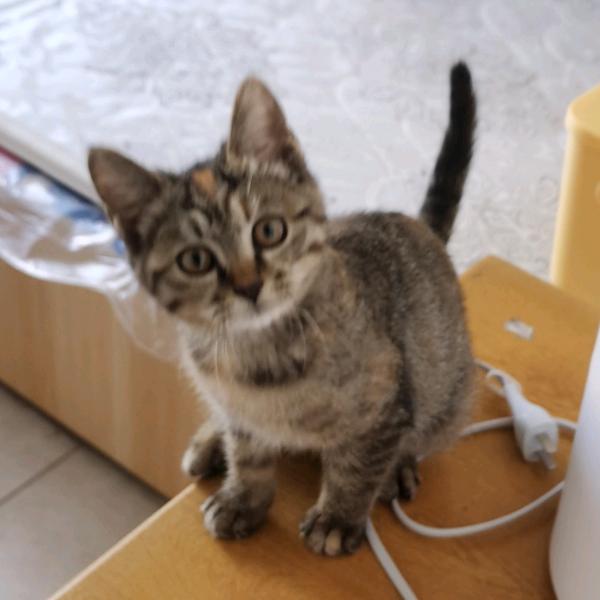 圆子是只猫