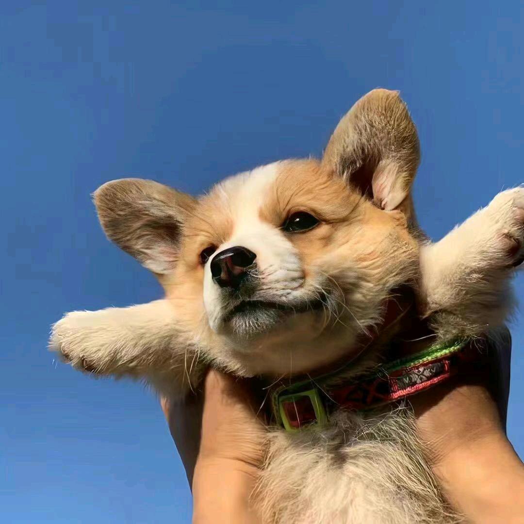 CF乐小鸣（CF点卷）