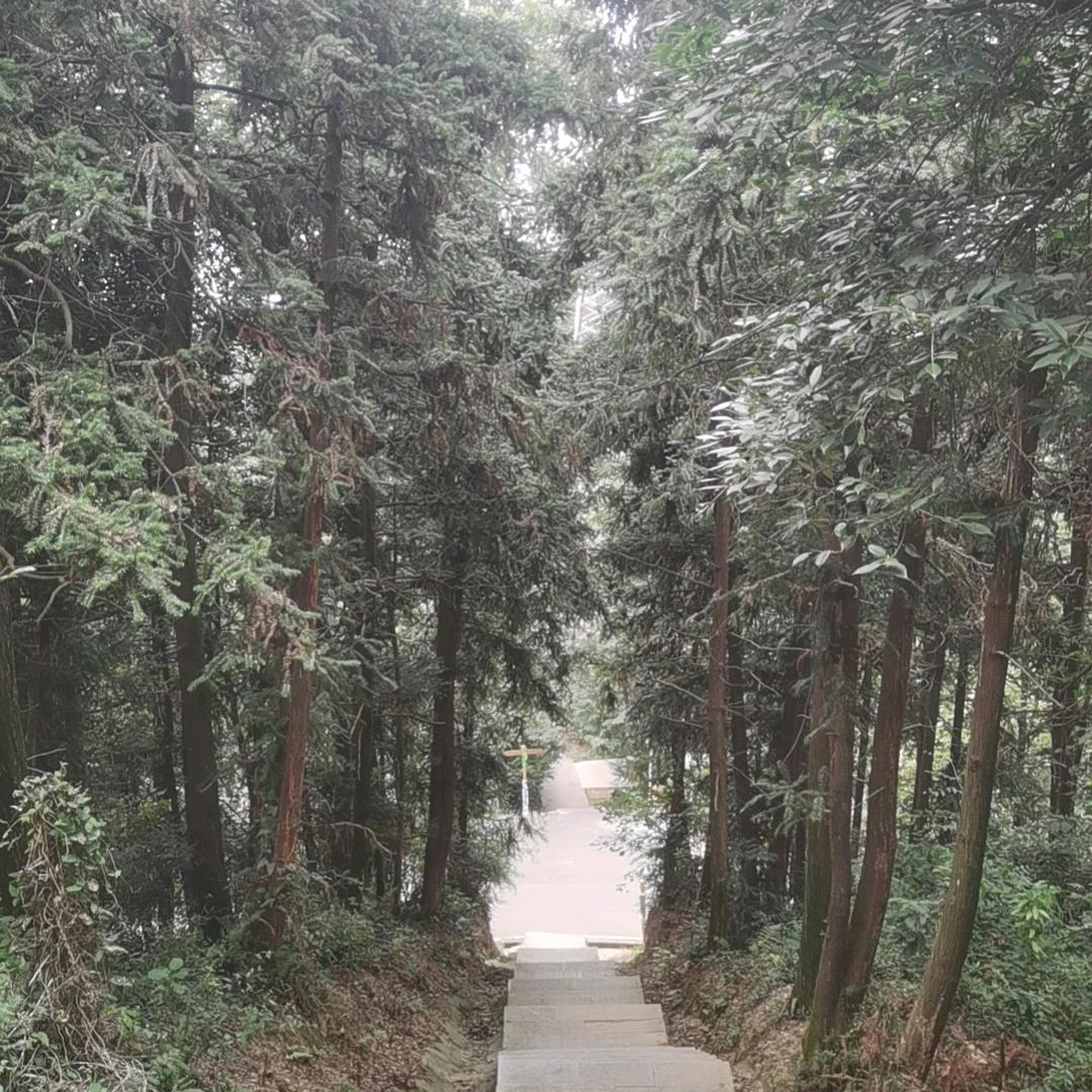 大王叫我来巡山